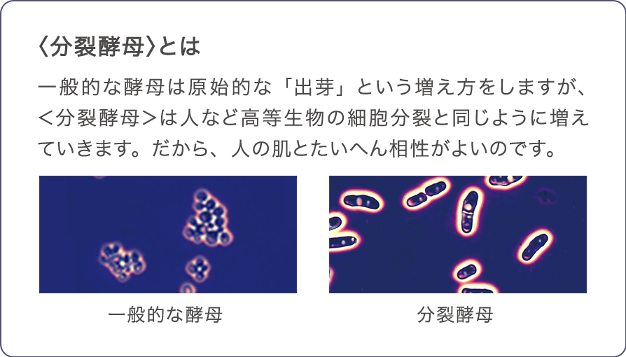 分裂酵母とは