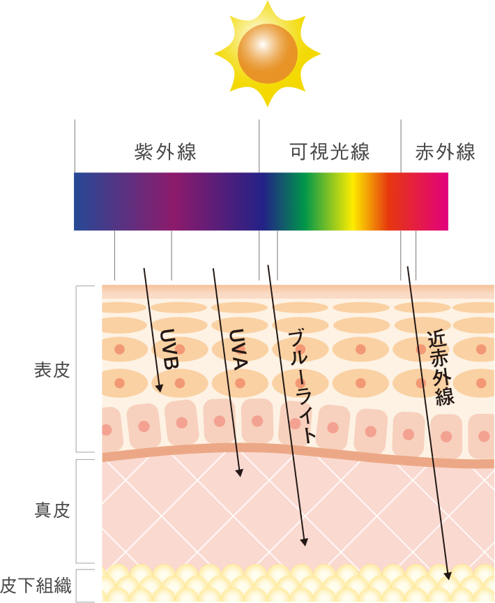 光線の種類と、肌への影響